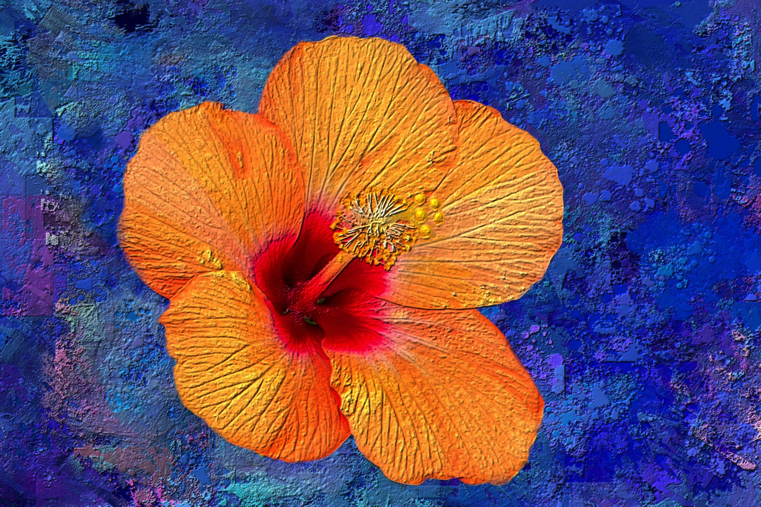 An Orange Hibiscus Flower