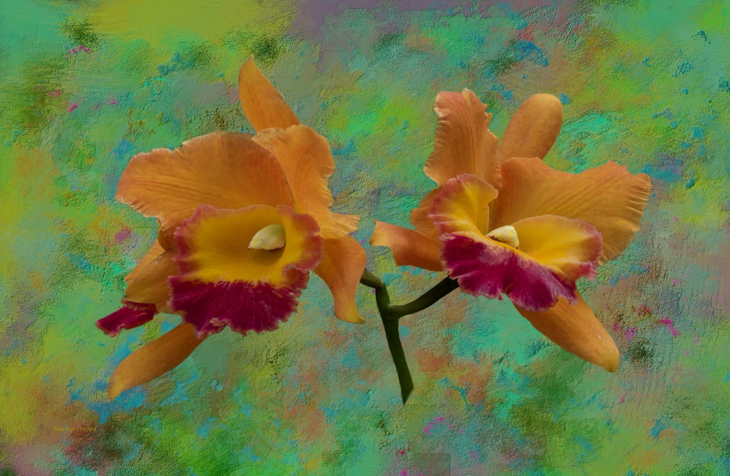 A Vibrant Display of Orange Orchid Flowers Set Against a Lush Green Background