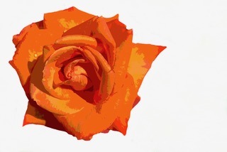 orange rose over a textured background with layered artistic elements