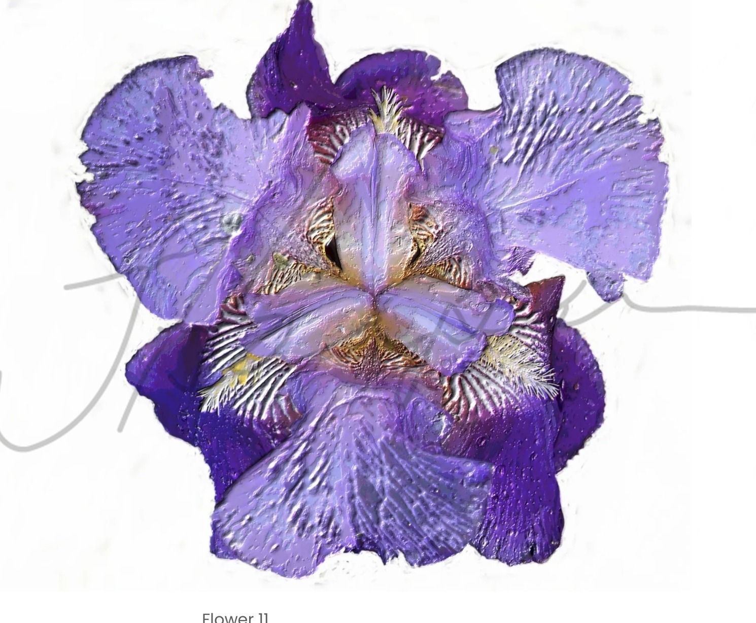 Purple iris on textured backdrop