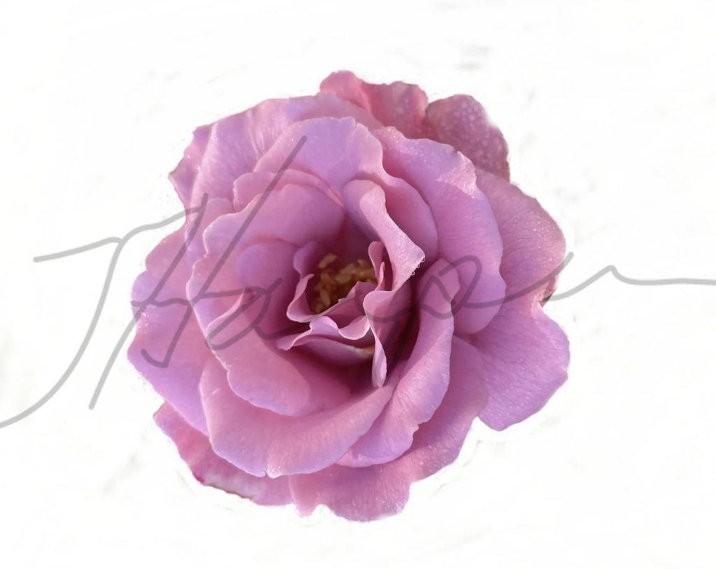 Soft pink rose layered over a muted, textured canvas