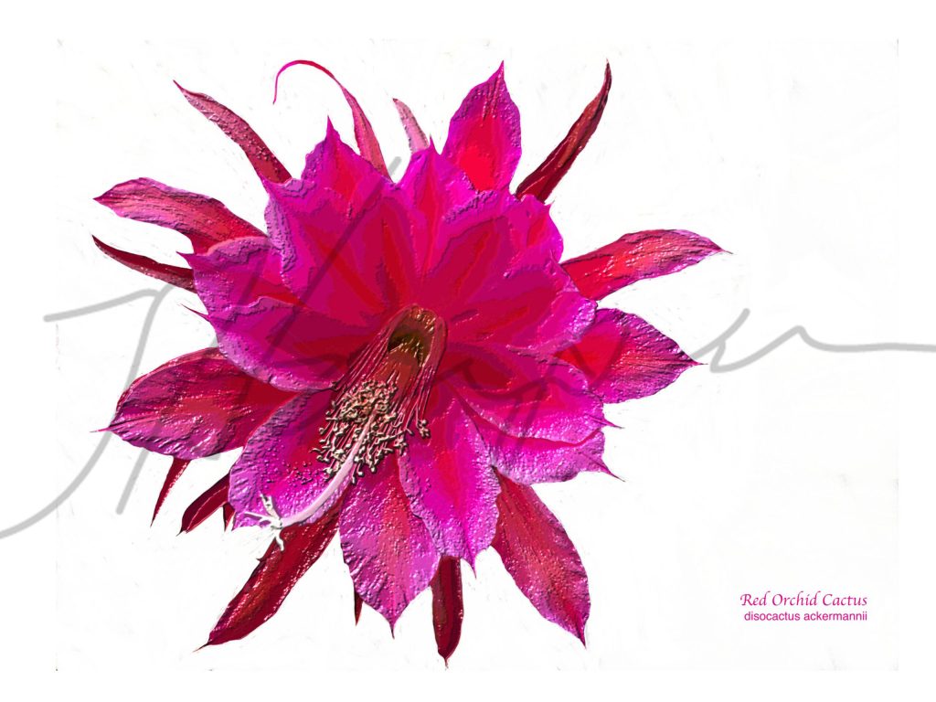 Red cactus on textured background