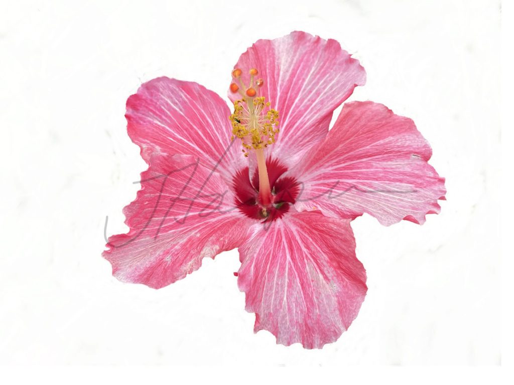 Red hibiscus with white background